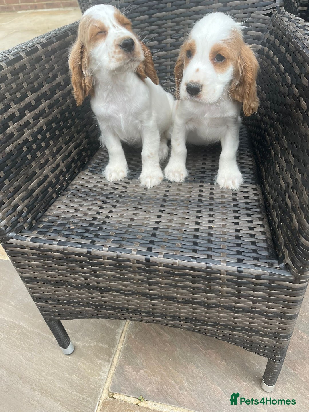 Cocker Spaniel dogs for sale: OUT STANDING  GORGEOUS SHOW TYPE COCKER SPANIEL  - Image 23