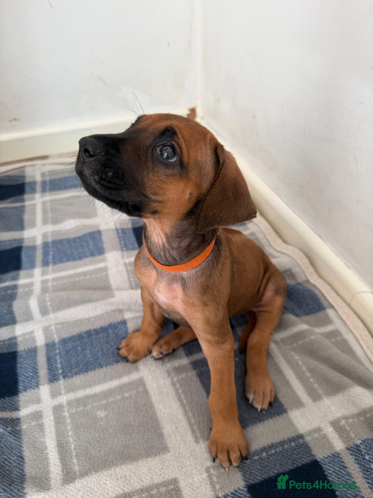 Rhodesian Ridgeback dogs for sale: Stunning KC Registered Rhodesian Ridgeback Puppies - Advert 29