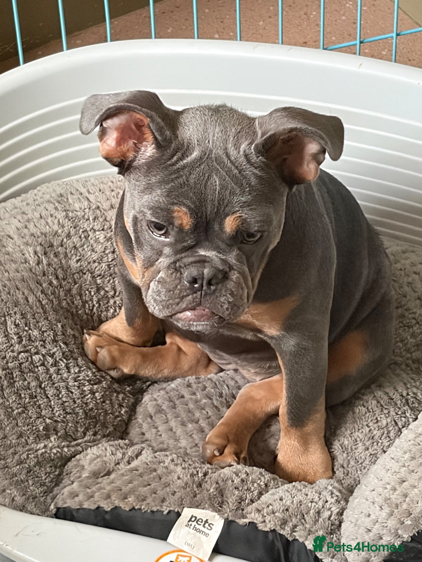 Mixed Breed dogs Bulldog cross for rehoming - beautiful girl  - Advert 1