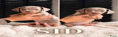 Sid