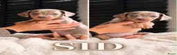 Miniature Dachshund dogs for sale: Miniature dachshund puppies  - Advert 7