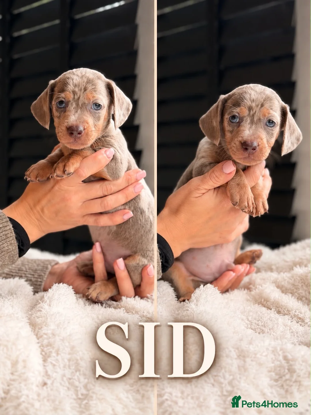 Miniature Dachshund dogs for sale: Miniature dachshund puppies  - Advert 7