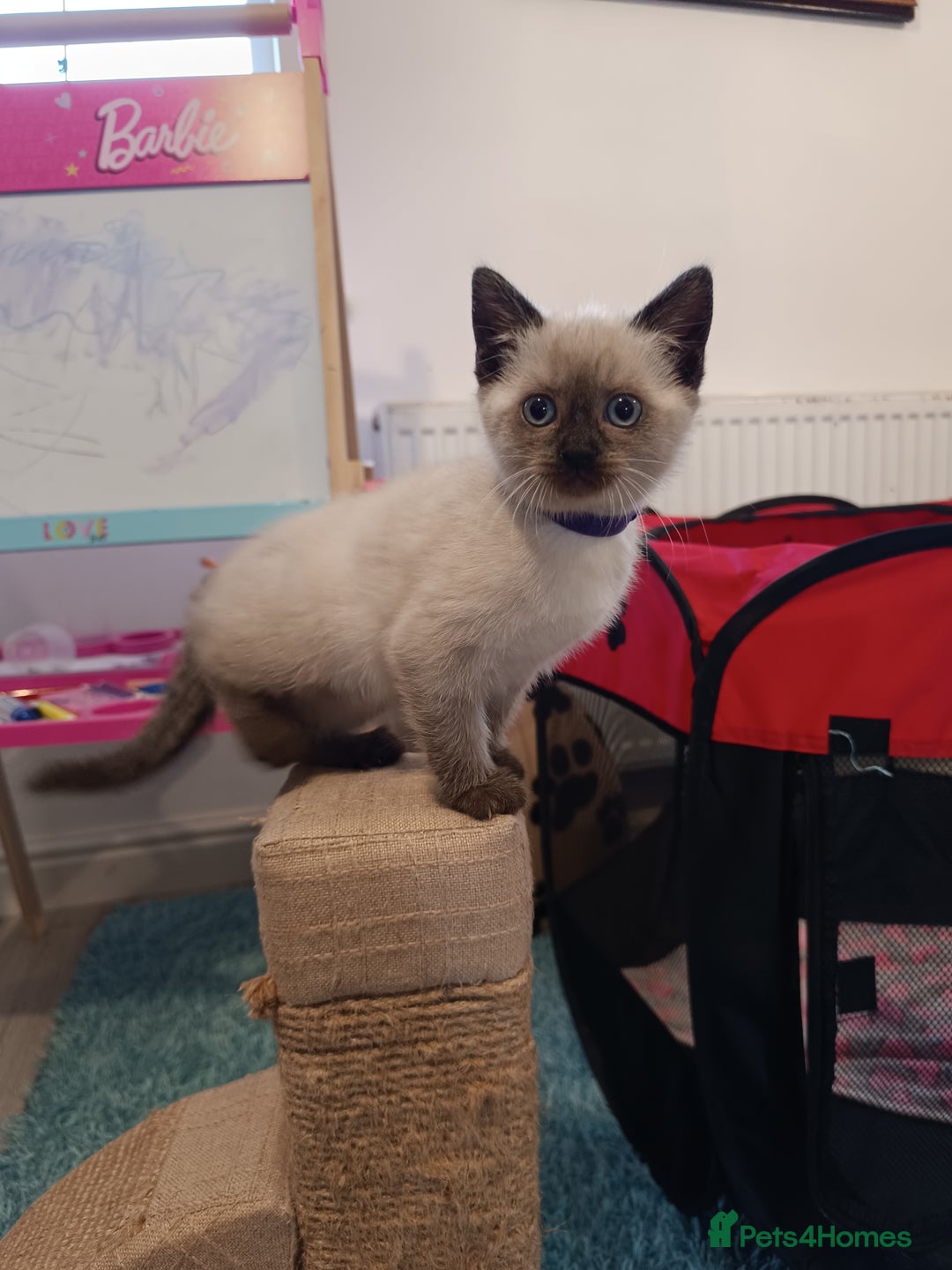 Russian Blue cats for sale: 3 angel's looking for best homes  - Image 12