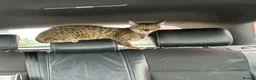Savannah cats for sale: Stunning Savannah Queen–Looking For Forever Home ❤ - Advert 15