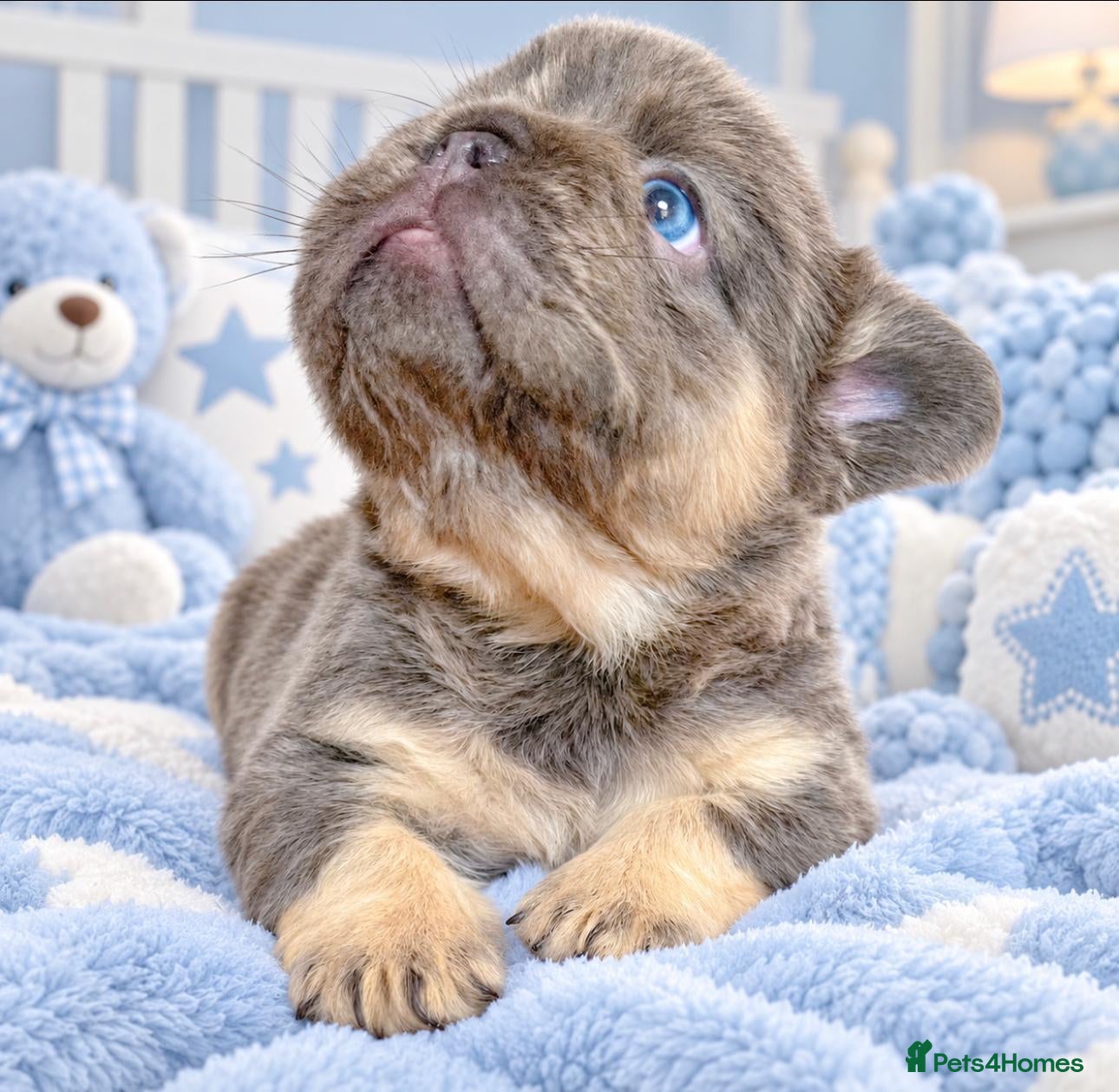 French Bulldog dogs 🐻Lilac,blue🐻 - Advert 1