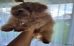 Maltipoo dogs for sale: Maltipoo puppys looking for loving home - Image 11