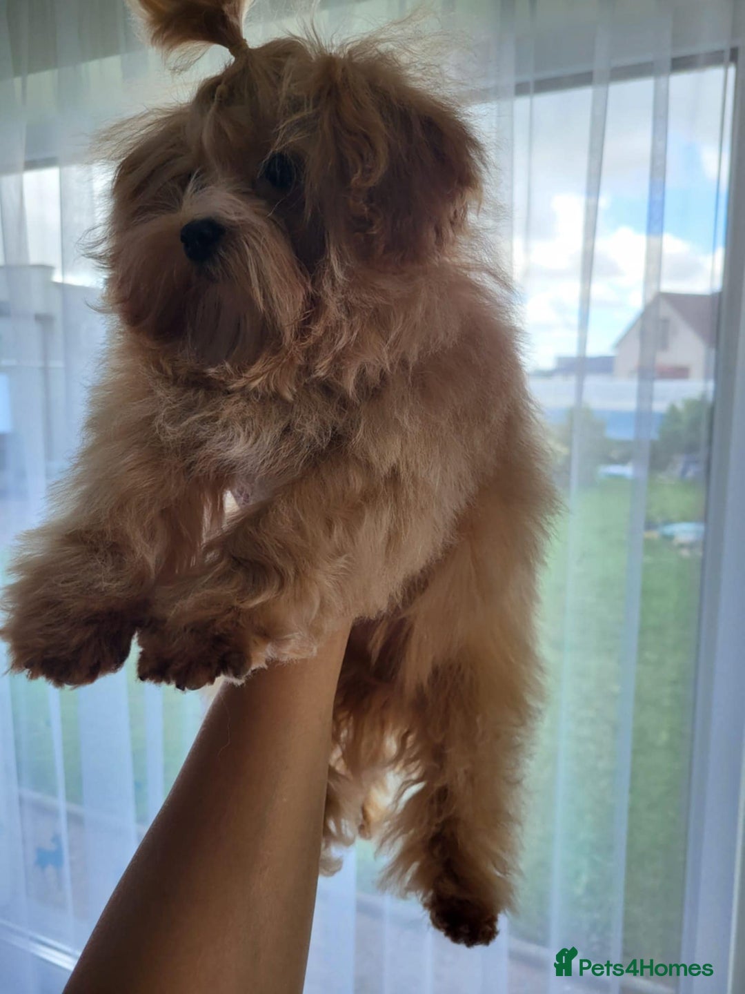 Maltipoo dogs for sale: Maltipoo puppys looking for loving home - Image 11
