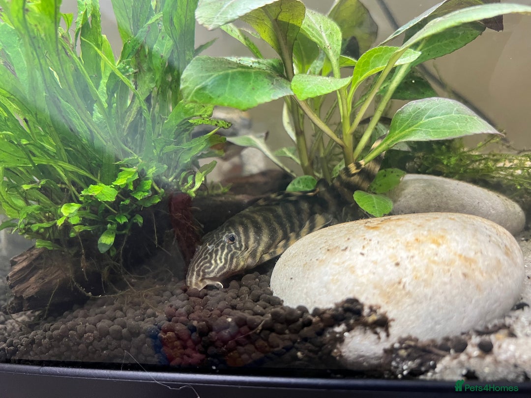 Plecos fish for sale: Pleco for sale  - Advert 2
