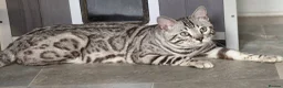 Bengal cats for sale: Gorgeous Silver Sepia Rosetted Active Boy - Advert 6