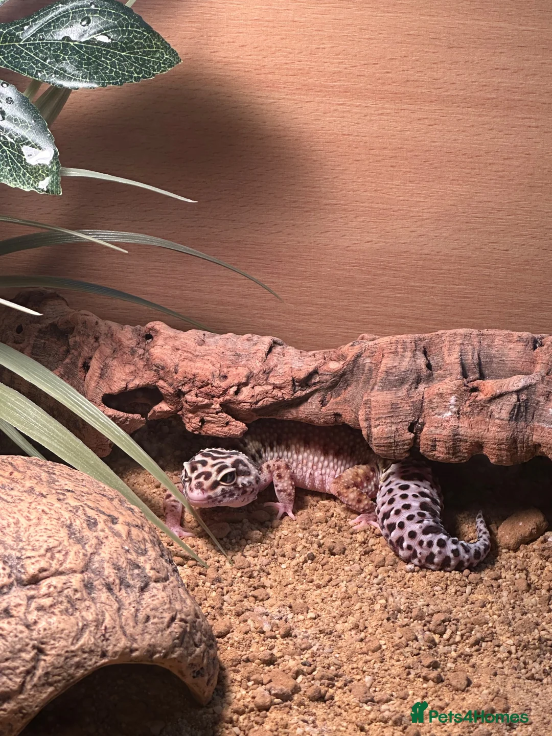Leopard Gecko reptiles for sale: Leopard gecko  in Manchester - Advert 5