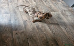Miniature Dachshund dogs for sale: Miniature dachshund  - Image 1