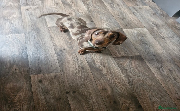 Miniature Dachshund dogs - Advert 9