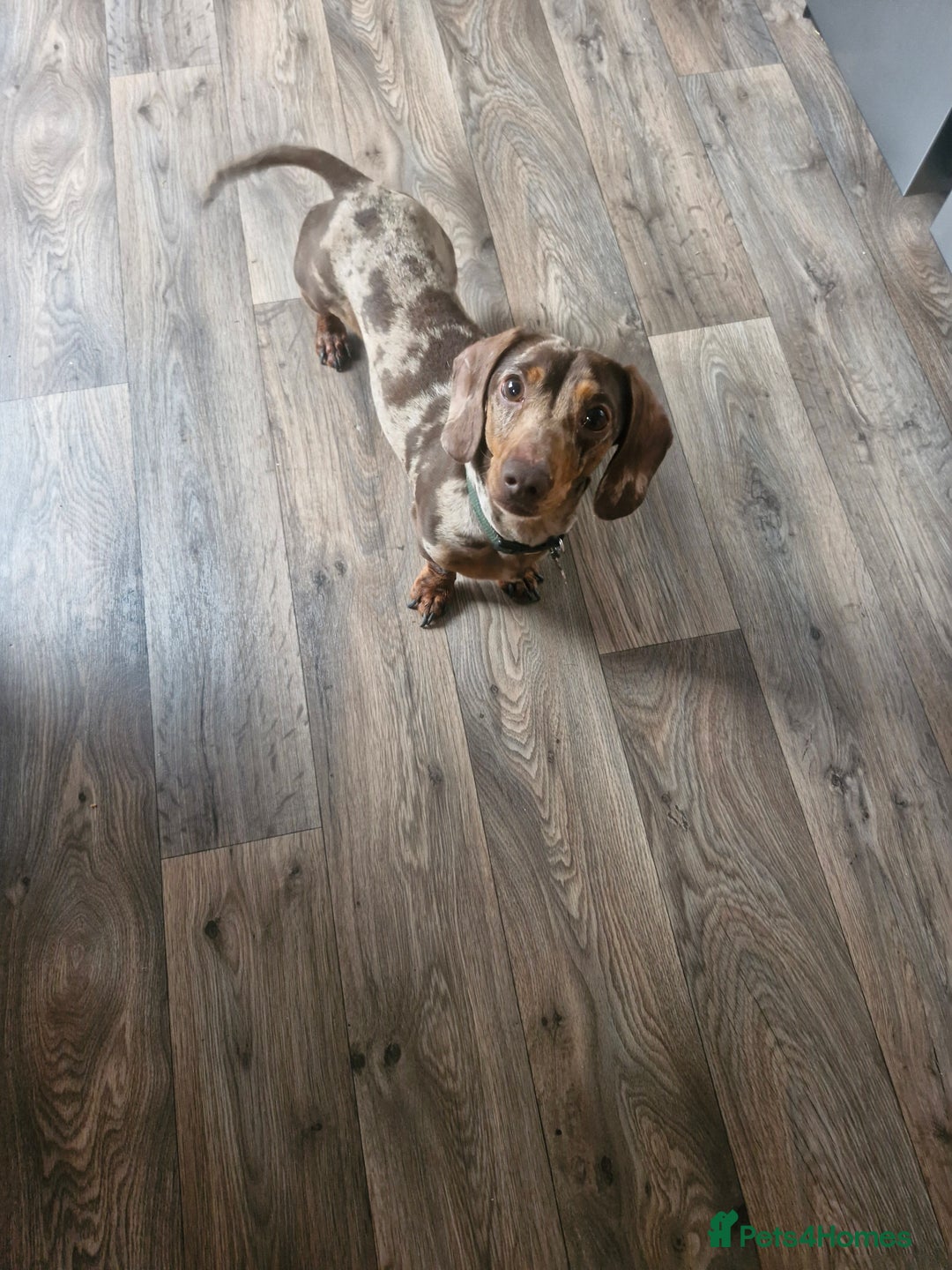 Miniature Dachshund dogs for sale: Miniature dachshund  - Image 1