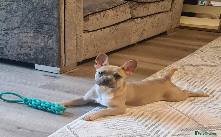 French Bulldog dogs - Advert 11