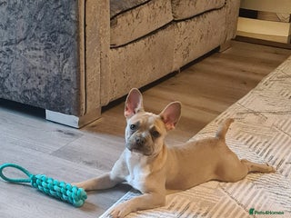 French Bulldog dogs - Advert 35