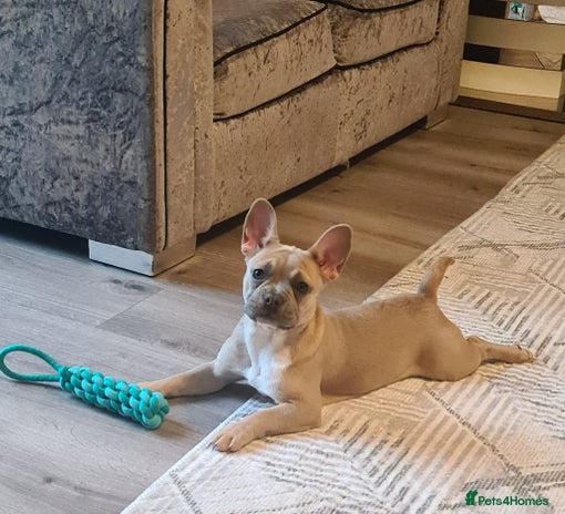 French Bulldog dogs - Advert 11