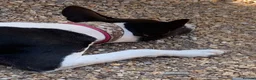 Basenji dogs for sale: Top quality Basenji Girl - Advert 4