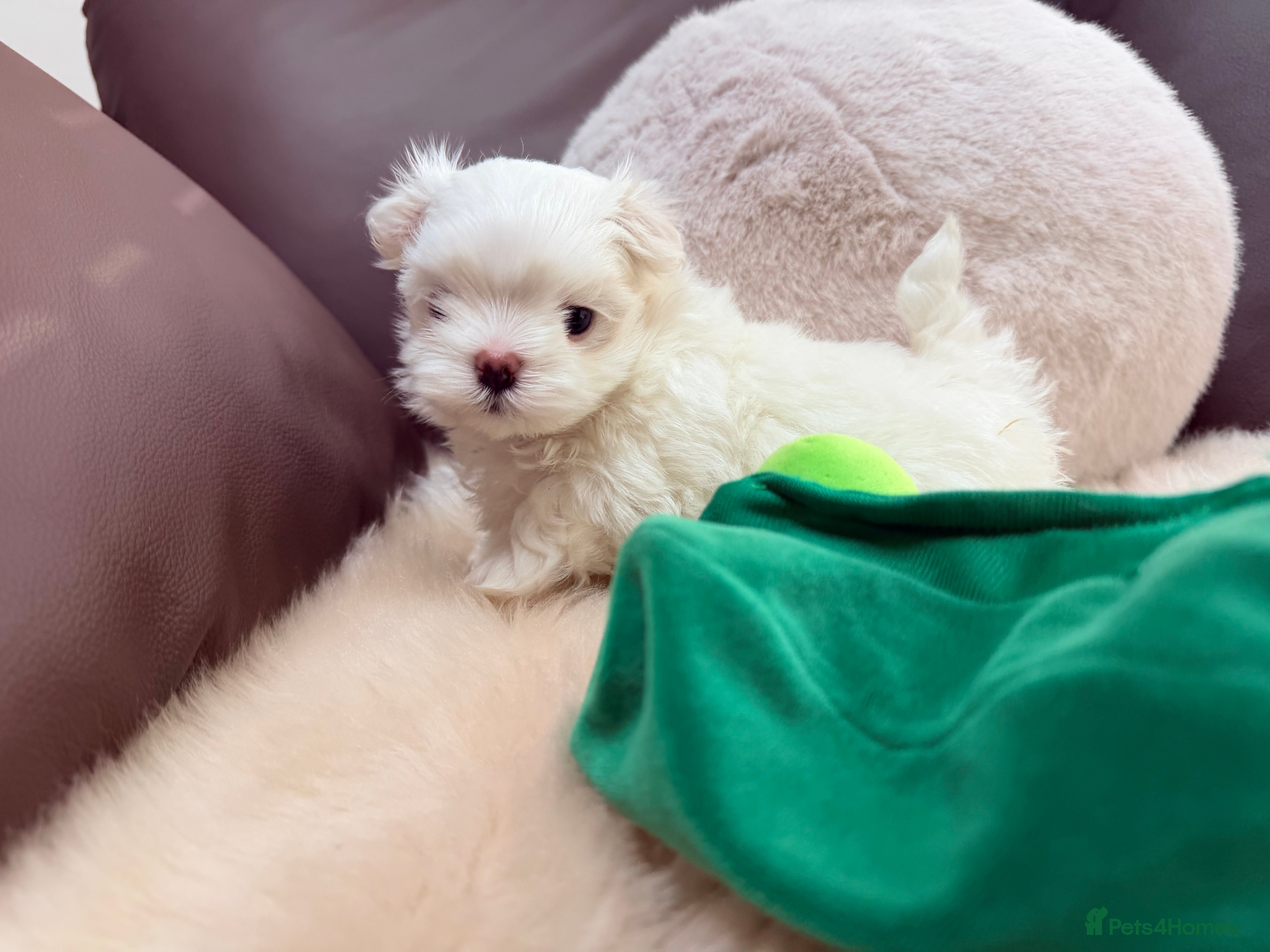 Maltese dogs Bambelina Full Korean Bloodline Maltese - Advert 9