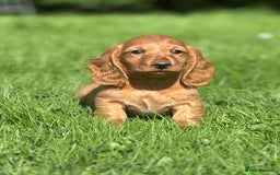 Dachshund dogs for sale: Beautiful miniature long hair dachshund - Image 4