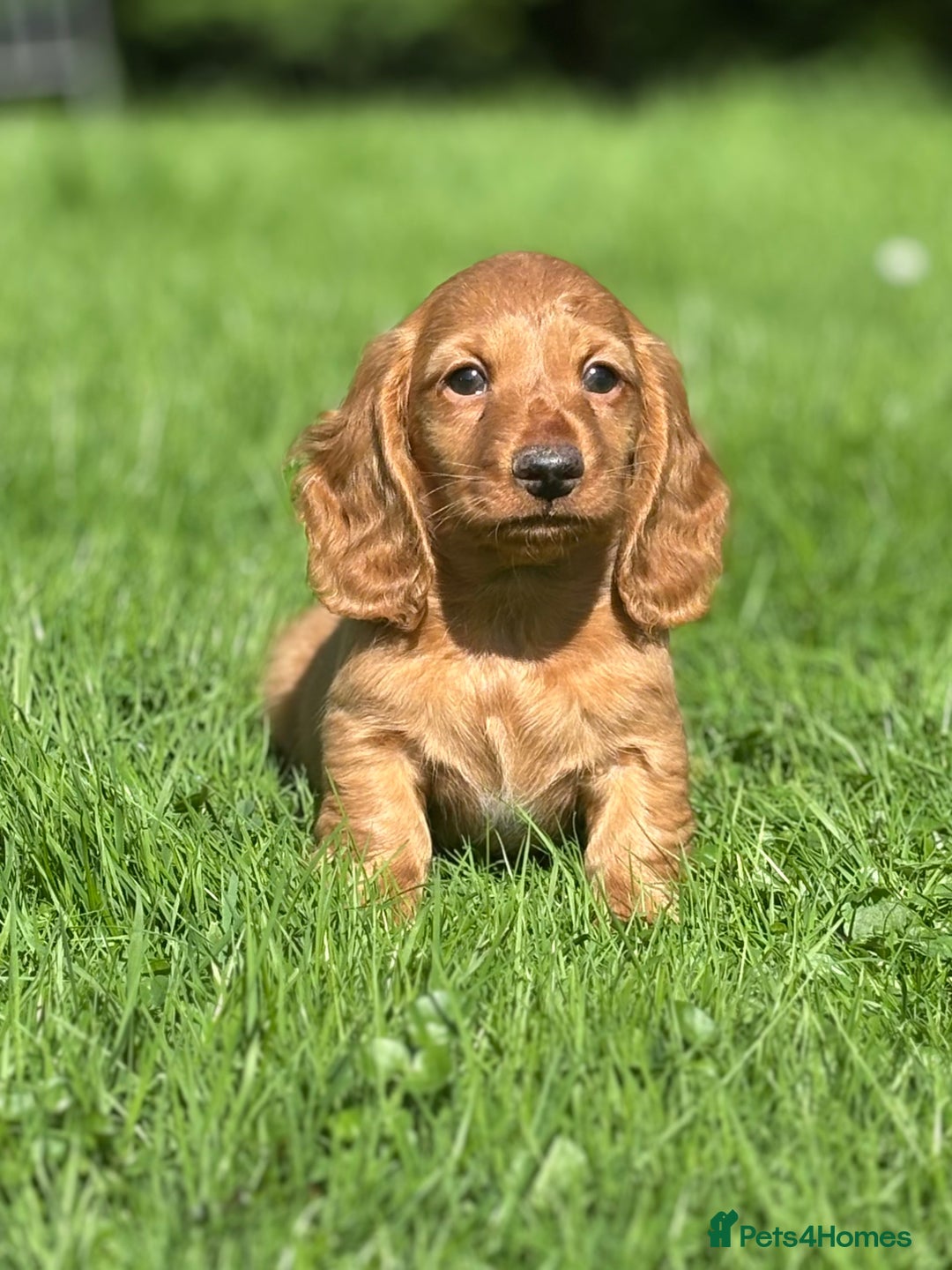 Dachshund dogs for sale: Beautiful miniature long hair dachshund - Image 4