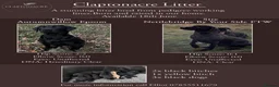 Labrador Retriever dogs for sale: KC Registered, Pedigree, Labrador Retrievers  - Advert 2