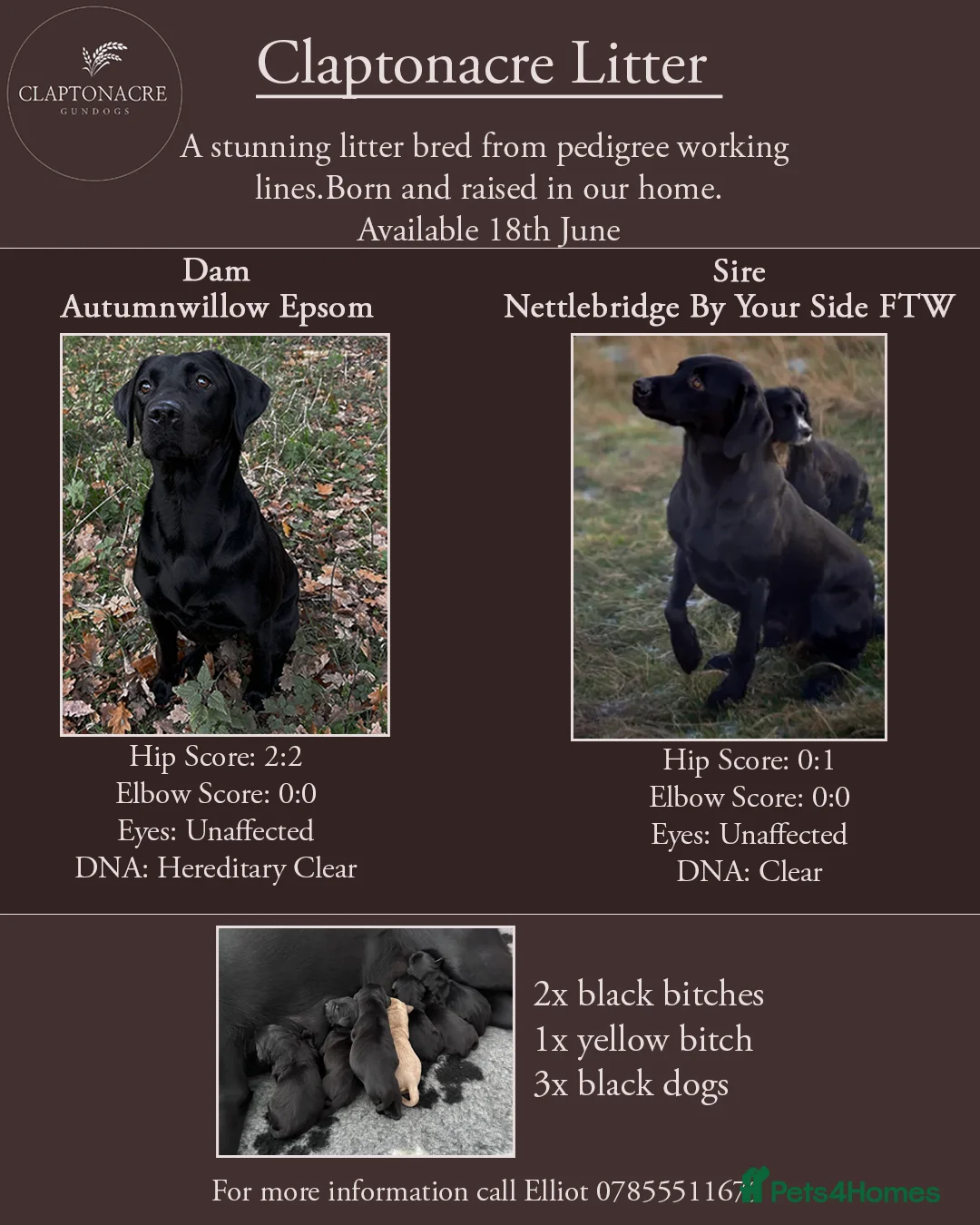Labrador Retriever dogs for sale: KC Registered, Pedigree, Labrador Retrievers  - Advert 2