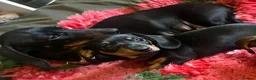 Miniature Dachshund dogs for sale: Black & Tan Miniature Dachshund bitch puppy in Ashford - Advert 5