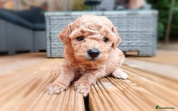 Toy Poodle dogs for sale: Charming Toy Poodle Puppies - Image 16