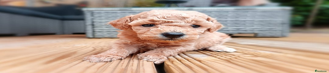 Toy Poodle Puppy 4