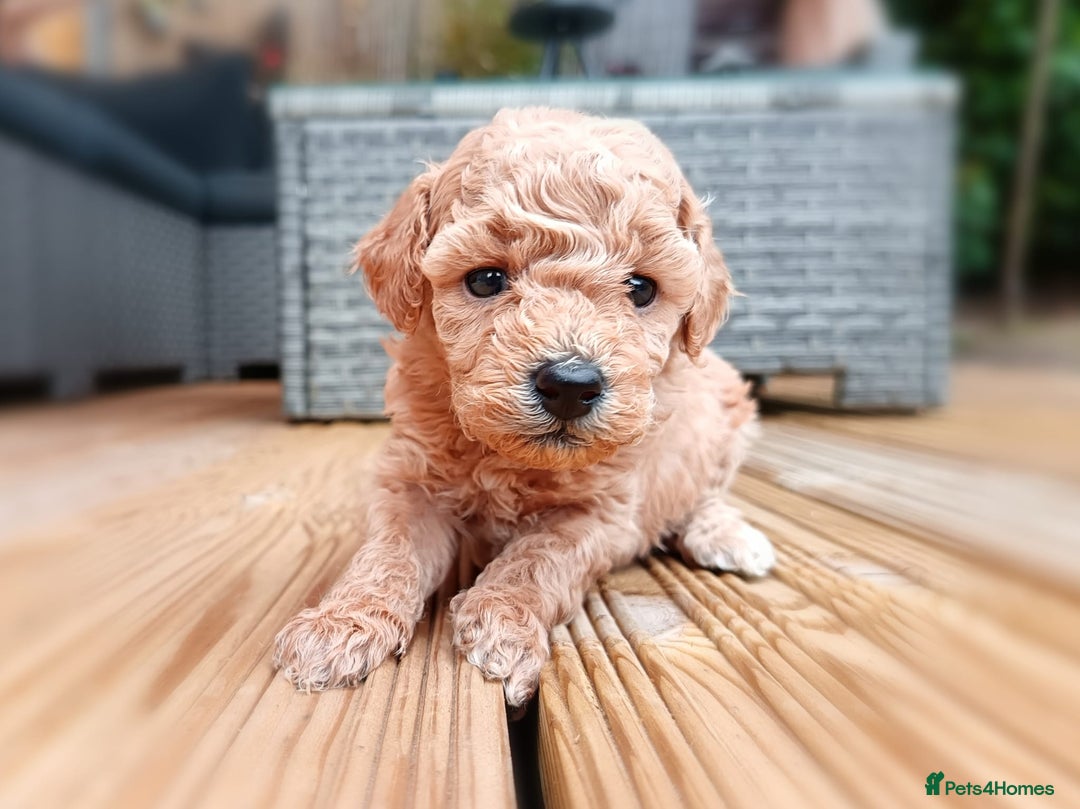 Toy Poodle dogs for sale: Charming Toy Poodle Puppies - Image 16