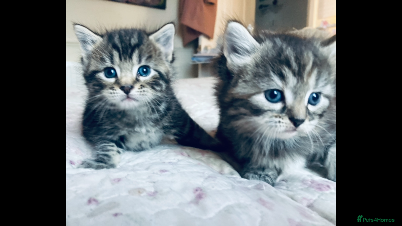 Mixed Breed cats Kittens - Advert 1