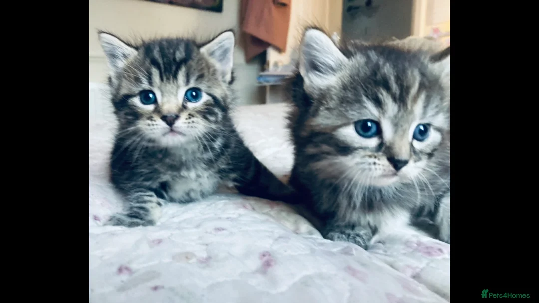 Mixed Breed cats for sale: Kittens - Advert 1