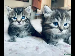 Mixed Breed cats Kittens - Advert 2