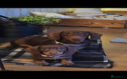 Miniature Dachshund dogs for sale: Miniature dachshund  - Image 2