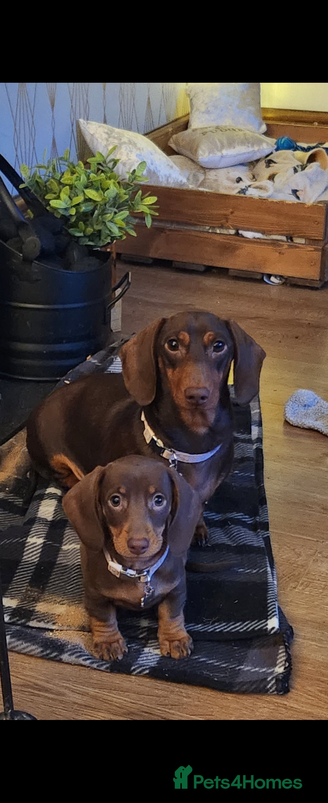 Miniature Dachshund dogs for sale: Miniature dachshund  - Image 2