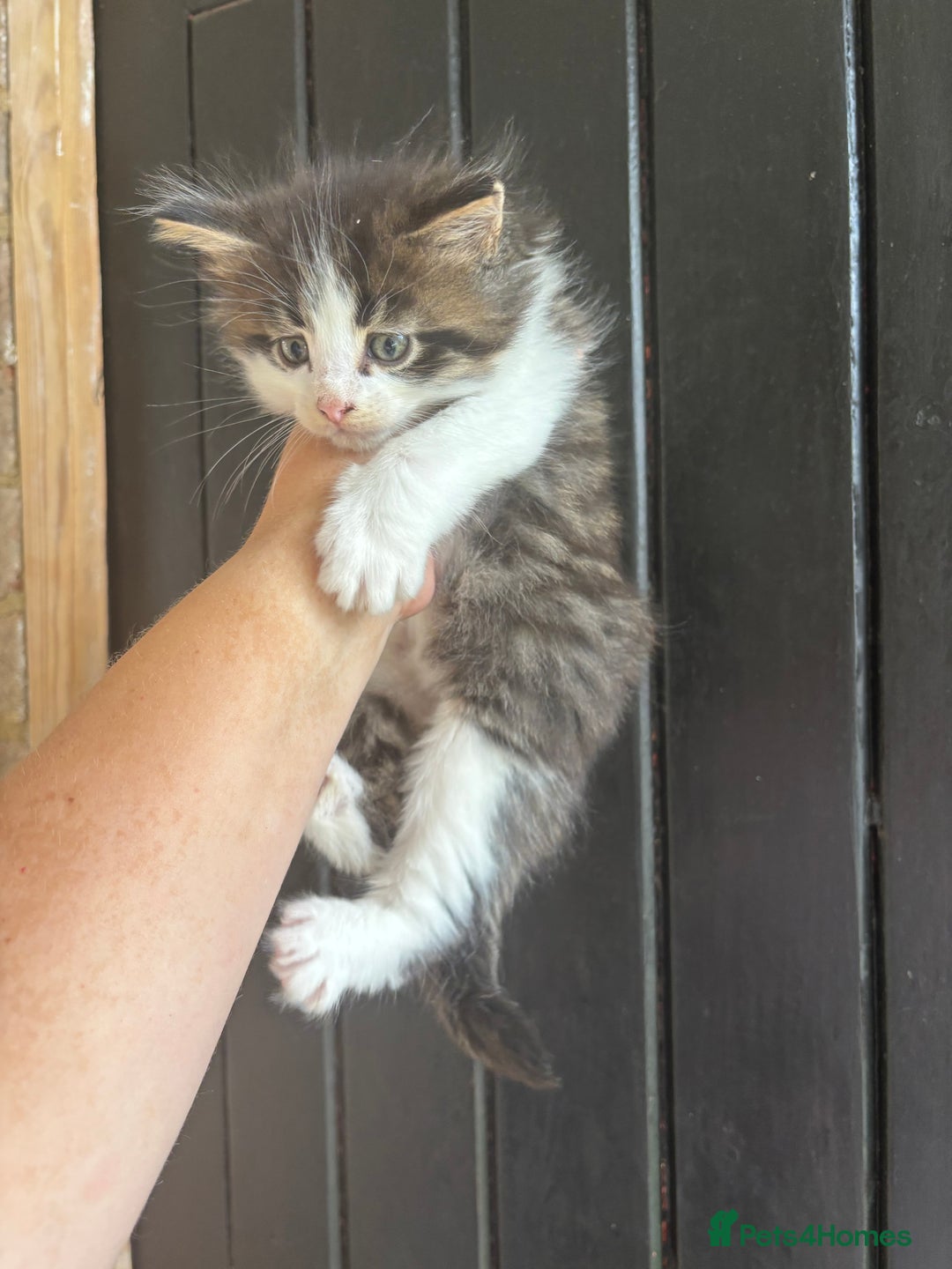 Maine Coon cats for sale: 2 female, 1 male ready for their forever home - Image 4