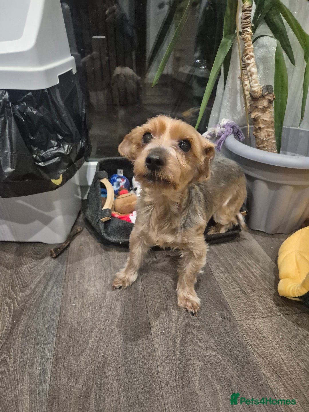 Yorkshire Terrier dogs for sale: Yorkshire terrier female for sale - Advert 4