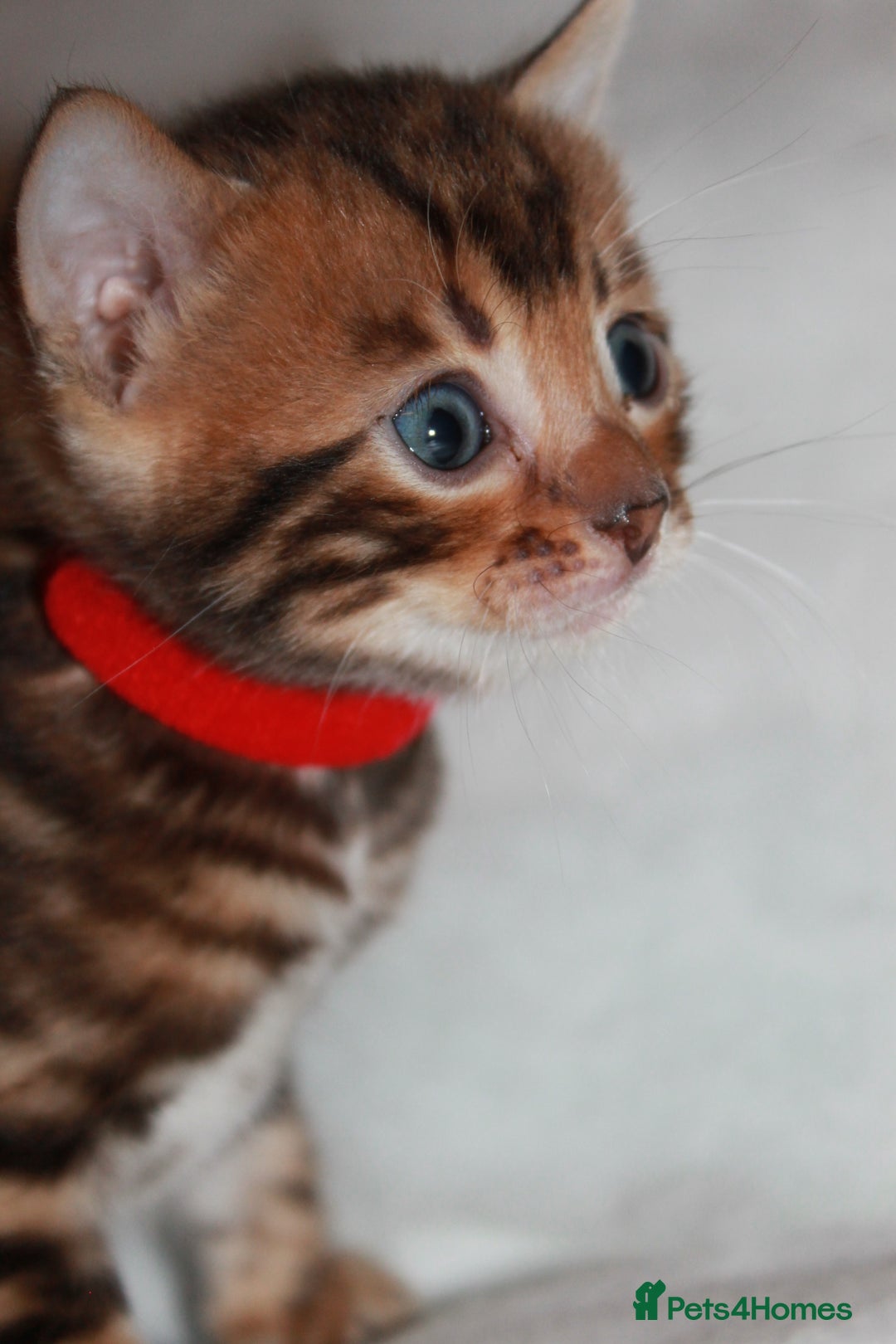 Bengal cats for sale: Gorgeous TICA Bengal Kittens - Ready 15/01/2026 - Advert 7