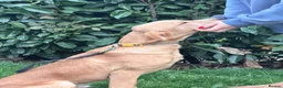 Labrador Retriever dogs for sale: 7-month-old Red Fox Labrador – Male  - Advert 4