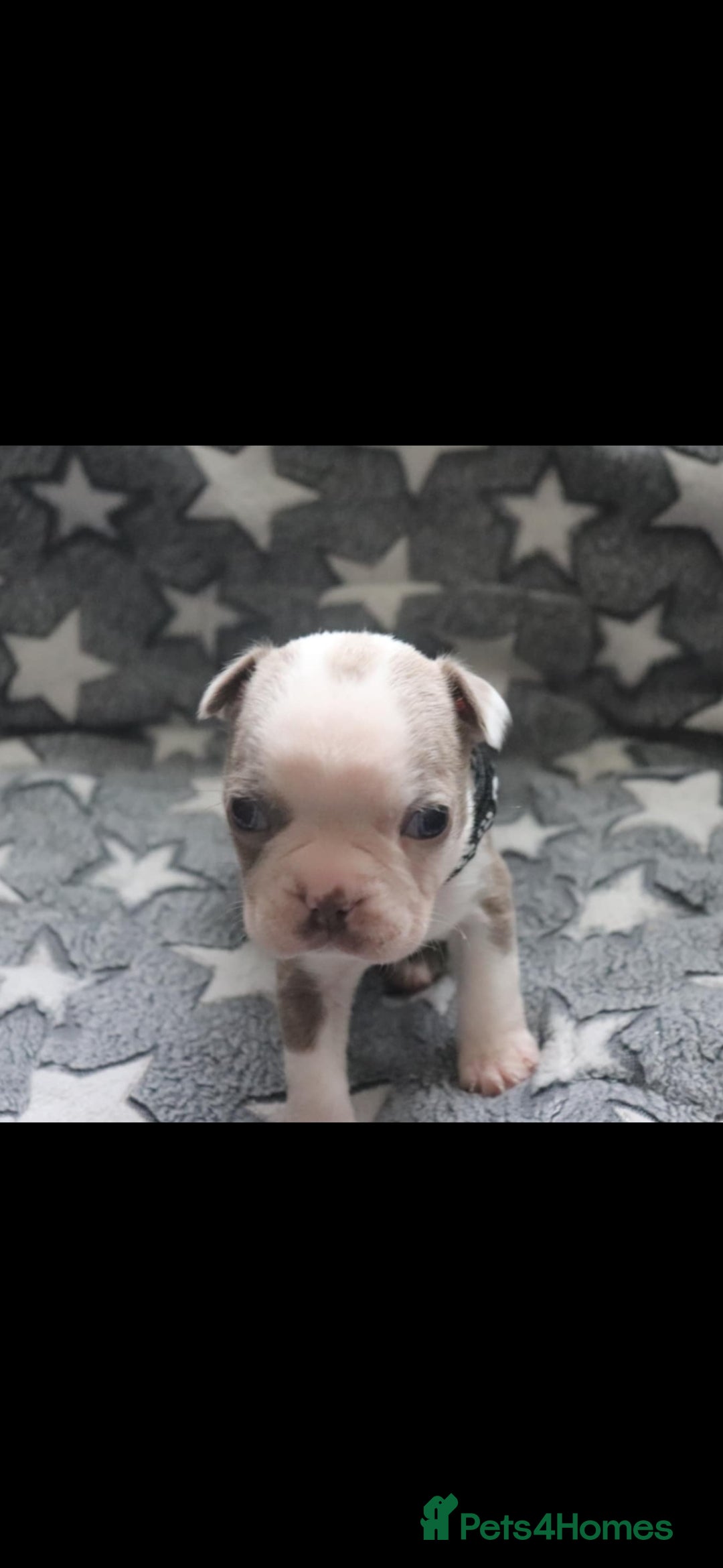 Boston Terrier dogs for sale: Beautiful Boston terrier puppies for sale  - Advert 7