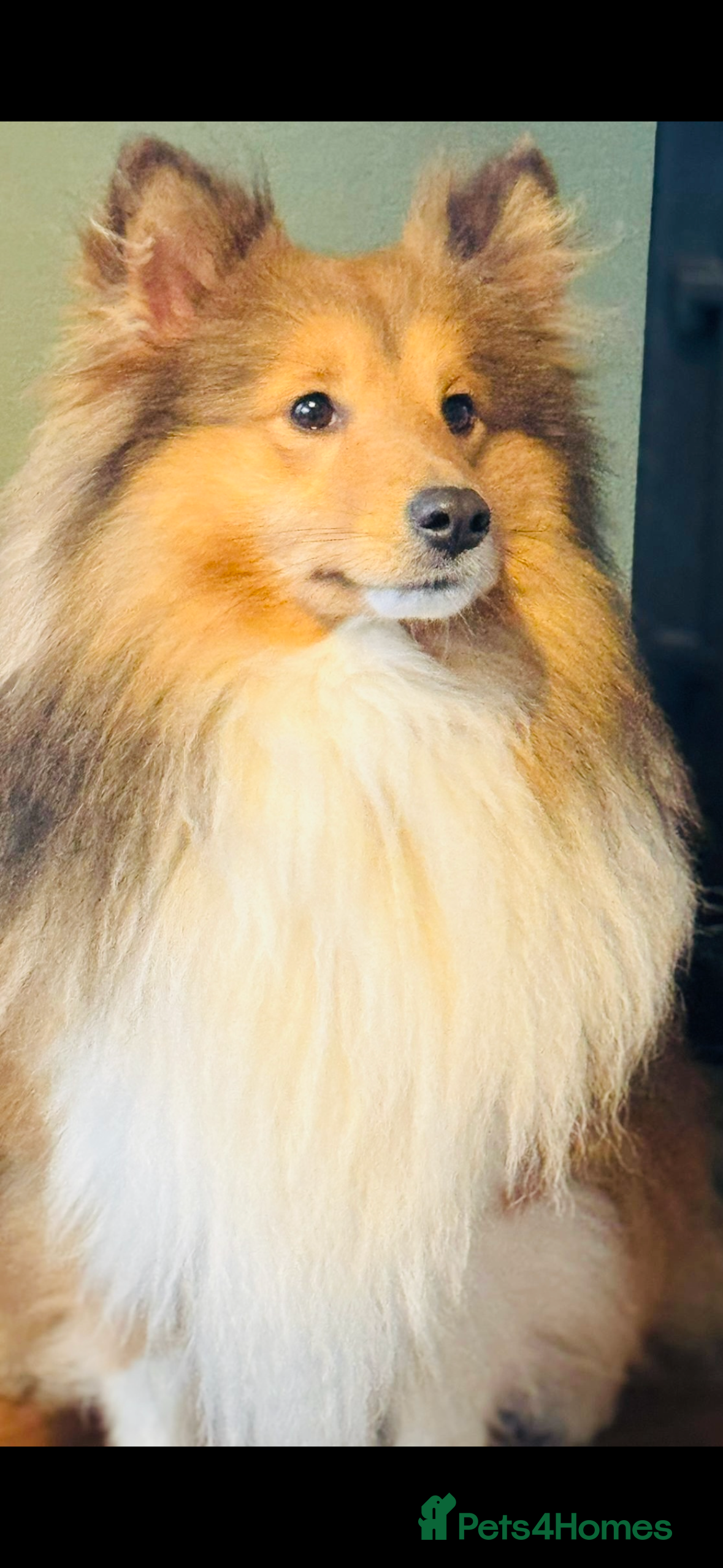 Shetland Sheepdog dogs Beautiful sable Shetland sheepdog for stud  - Advert 14