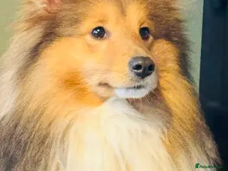 Shetland Sheepdog dogs Beautiful sable Shetland sheepdog for stud - Advert 14
