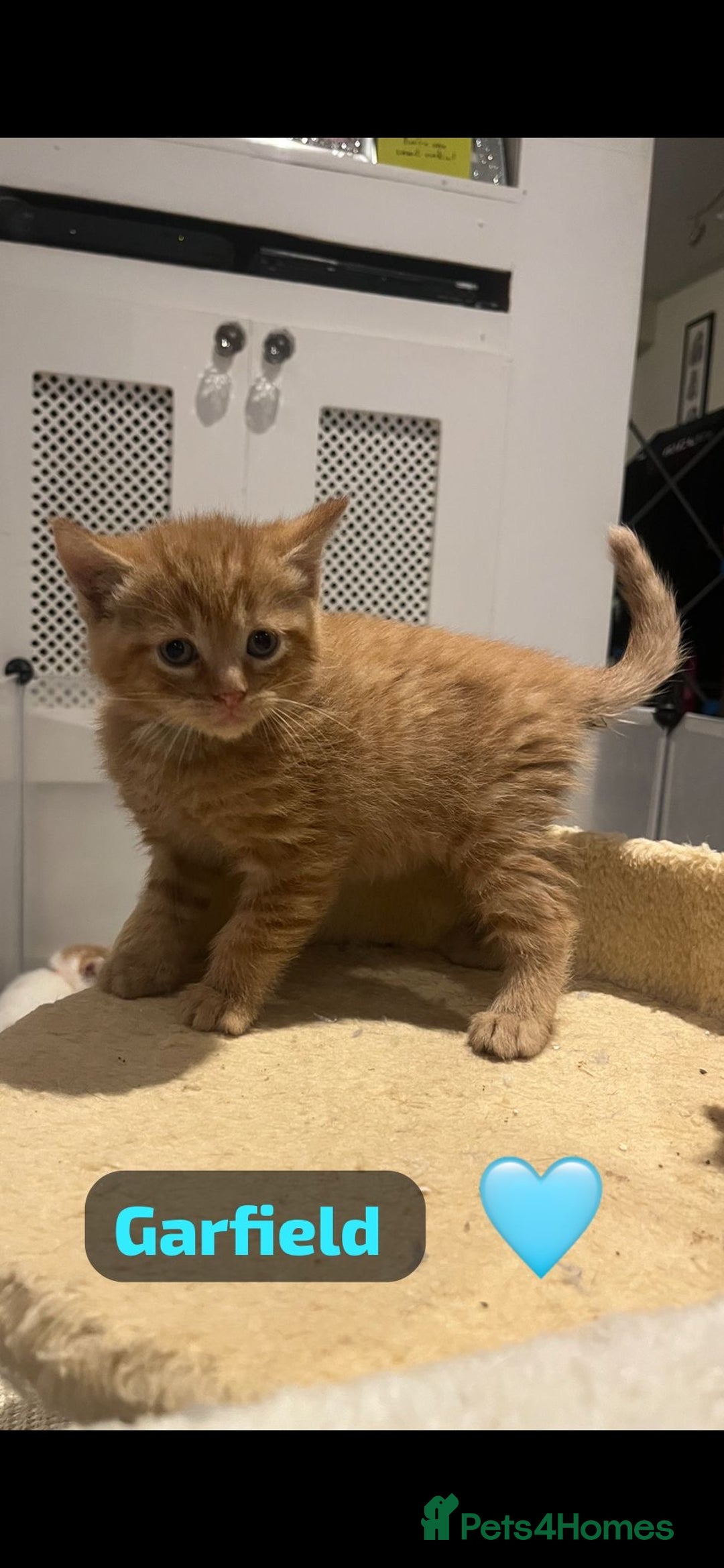 Mixed Breed cats for sale: 🐾 8 Beautiful kittens….🩵🩷 - Advert 27