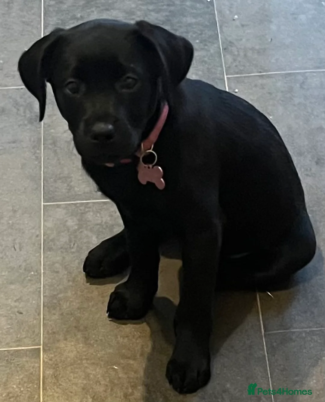 Labrador Retriever dogs for sale: Beautiful lab female  - Advert 17