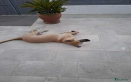 Mixed Breed dogs for adoption: Bobi! - Image 4