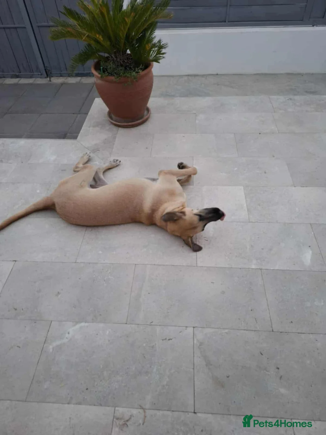 Mixed Breed dogs for adoption: Bobi! - Advert 4