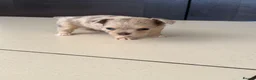 Chihuahua dogs for sale: Stunning litter of mixed Merle and Lilac fawn - Advert 7