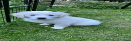 Golden Retriever dogs for sale: 🌟KC Reg cream Golden Retriever puppies due soon🌟 - Advert 15