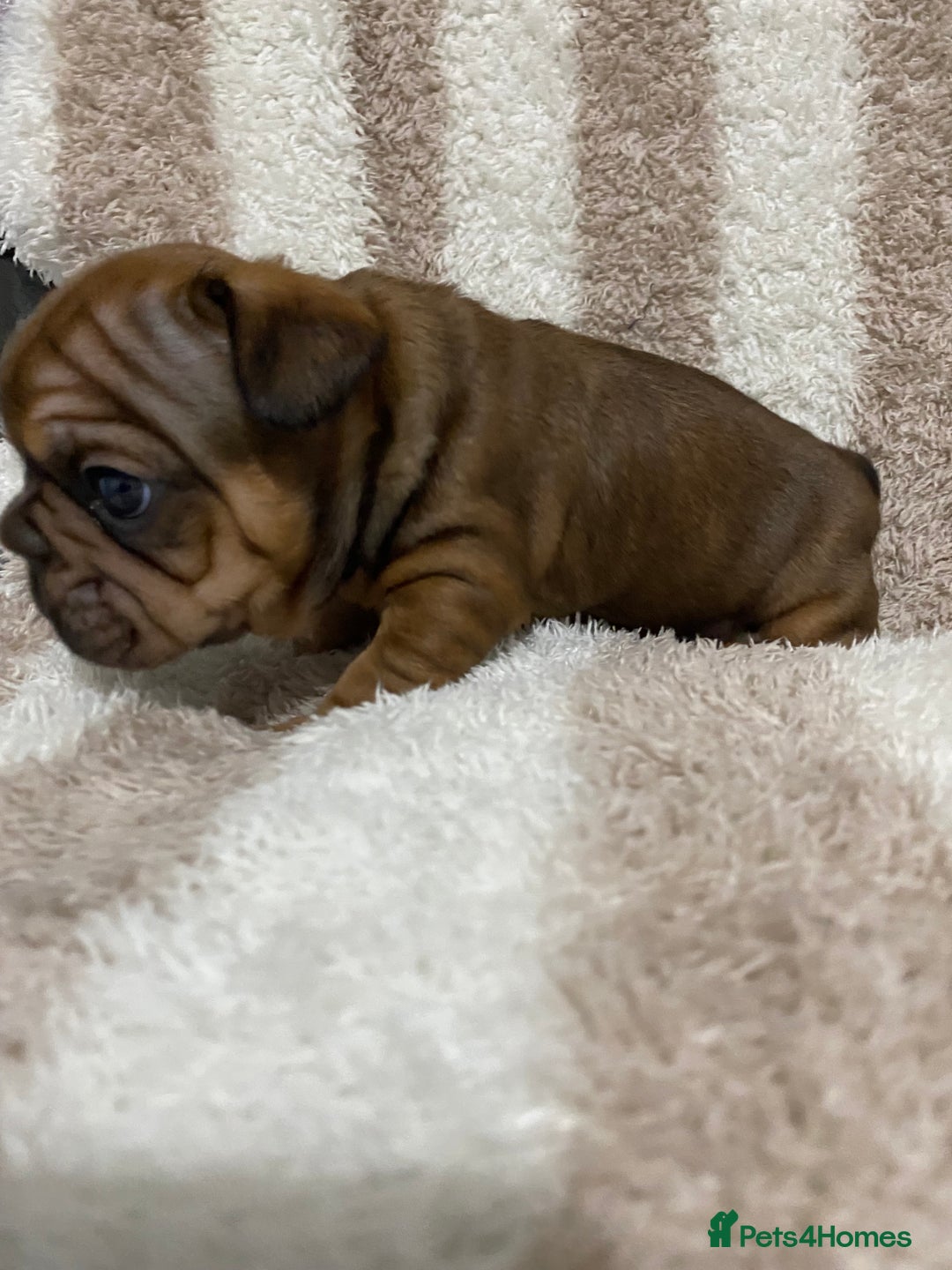French Bulldog dogs for sale: BEAUTIFUL CHUNKY FRENCHIE PUPS - Advert 4