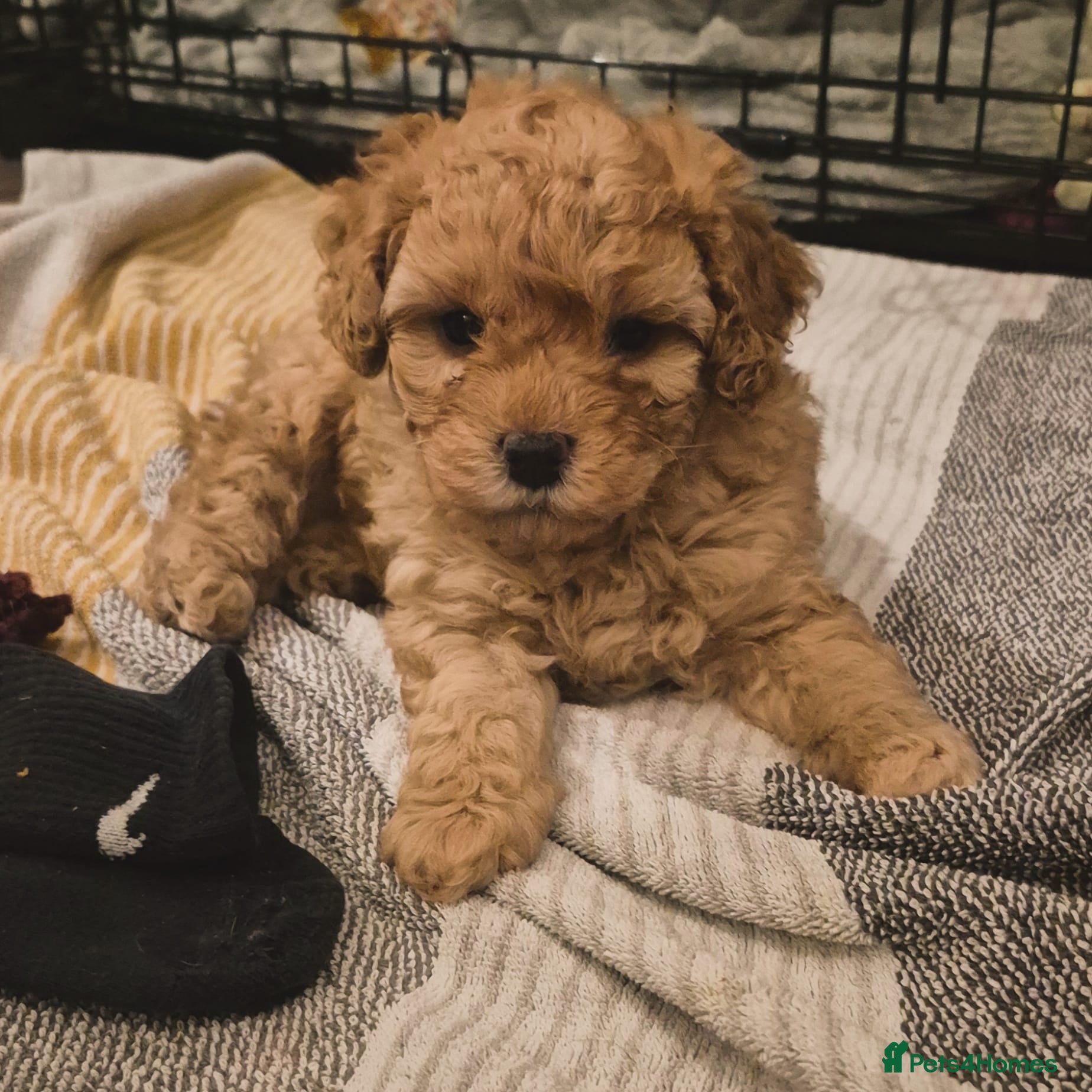 Cockapoo dogs Cockerpoo  - Advert 1